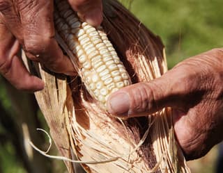 Close-up of two hands opening a corn leaf on a local farm