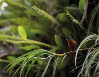 Close-up of a tropical bird resting on the branch of a tropical succulent