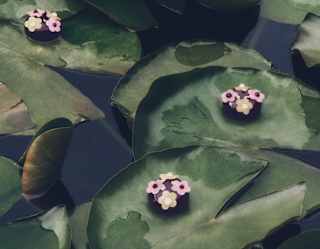 Round chocolate cakes with pink and yellow icing flowers rest on lily-pad plates in a styled close-up of the pond.