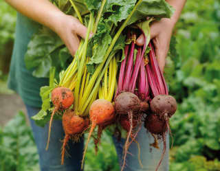 Close-up of a gardener's hands holding a selection of freshly picked beetroots
