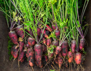 A bunch of freshly picked red heritage carrots lie neatly in a wheelbarrow's bucket, waiting for the mud to be washed off