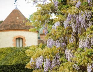 Blooms of wisteria on a garden wall with a circular brick tower in the background