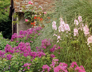 A mature garden border filled with tall grasses, pale pink Elsie Heughs and dark cerise flowering Phlox