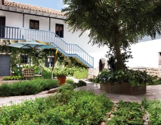 A single tree in a courtyard with stone paths and flower beds leading from it