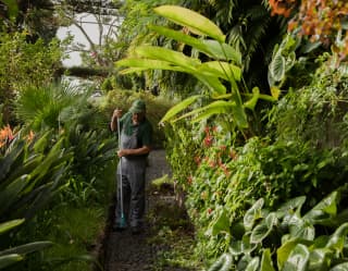 A gardener wearing a green hat and shirt sweeps a narrow pathway between lush banks of towering exotic plants.