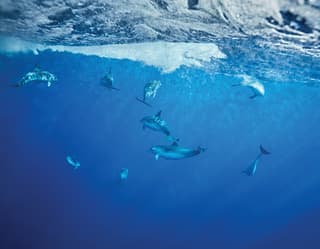 A pod of nine dolphins plays beneath the surface in a crystal-clear, sapphire-blue sea.