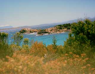 View over gorse-like foliage to an azure bay with a low rocky promontory, seen from the Pevero Trail.