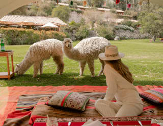 A woman having a picnic on a blanket, looking at the alpacas