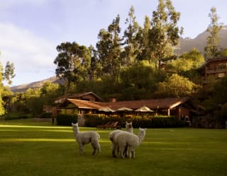 In the heart of The Scared Valley friendly llamas graze on the lawns of the hotel gardens