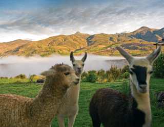 Three llamas stand on green grass with mist and mountains in the background under a partly cloudy sky.