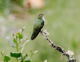 A small green hummingbird perched on a lichen-covered branch with a soft, blurred green background.