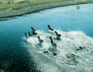 Vue aérienne de zèbres traversant les zones humides du Botswana au galop