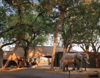 Lone elephant wandering across the entrance to a tented safari lodge