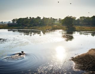 Crocodile swimming across a river delta surrounded by grasslands