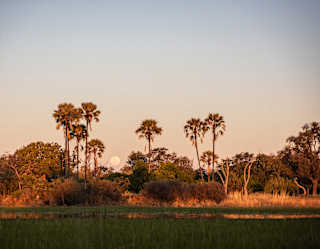 A full moon rises between tall palms and woodland trees tinted gold by the sunset, in an eye-level view across wetlands.