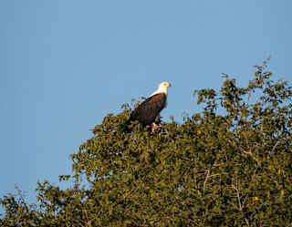A bald eagle perches on the top of a leafy green tree against a clear blue sky.