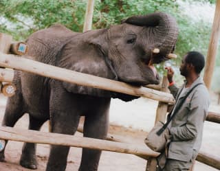 A male staff member at Elephant Haven puts food in the open mouth of an elephant with blunt tusks and rolled-back trunk.