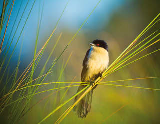 Close-up of a black and white bird perched on a bundle of grass