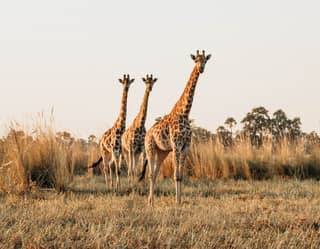 Three giraffes looking towards the camera while striding across the savannah