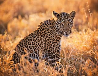 Leopardo sentado no meio da grama alta e de frente para a câmera