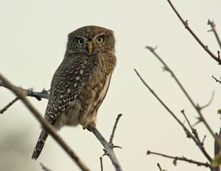 Close-up of a brown feathery owl perched on a branch