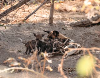 A family of wild dogs curled together at the base of a tree in the savannah