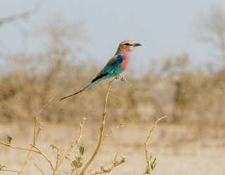 A lilac-breasted roller bird perches on a stem, displaying its stunning feathers of turquoise, royal blue and soft pink.