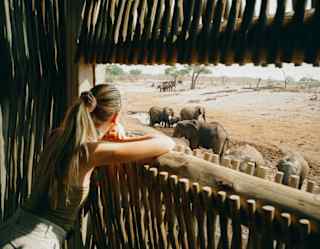 A woman with long blonde hair in a pony tail leans on the open side of a viewing hut gazing at elephants, seen from behind.