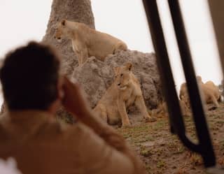 A pride of lions sit on top and around the base of a termite hill, viewed by a guest from a jeep, in soft-focus foreground.