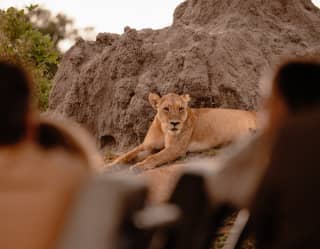 A large lioness lies on the ledge of a termite hill, seen through the heads of guests in a jeep in soft-focus foreground.