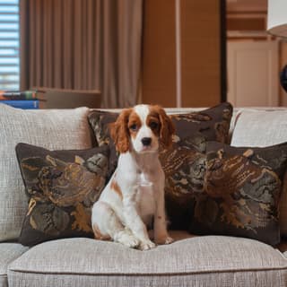 A Cavalier King Charles Spaniel with deep brown eyes sits on a grey sofa with tastefully patterned brown cushions