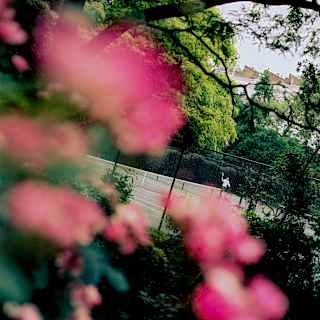 Angled image of a man playing tennis on Cadogan's court, spied from afar through the pink blooms of a dog rose in soft-focus.