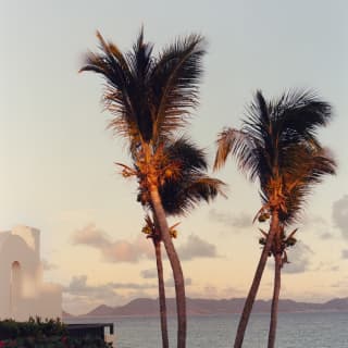 The rocky headland of Maundays Bay seen from the west end of the beach through four, tall palms, aglow in rosy sunset light.