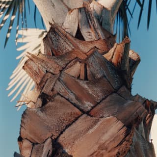 Close-up of the top of a palm tree trunk with a cross-hatch of wide dark brown bark and pale wood branches supporting fronds.