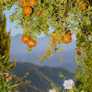 A heavily laden pomegranate tree frames the view of an unfolding steep valley, the far mountains shrouded in haze