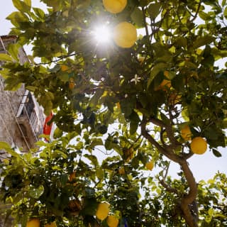 A spark of sunlight glows through a gap in the green canopy of a large lemon tree full of ripened yellow fruit