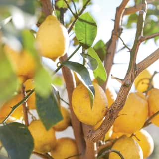 Close-up of ripe lemons hanging from the branches of a lemon tree