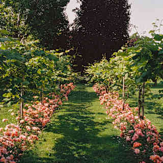 Looking down a lawned garden path, bordered by tethered vines and shrubs with pink roses.