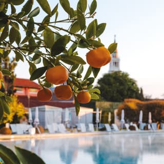 Orange tree by the pool