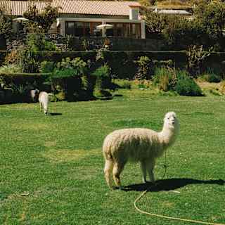 A woolly white alpaca on a long lead looks to camera in a view across the green grass of the Las Casitas gardens.
