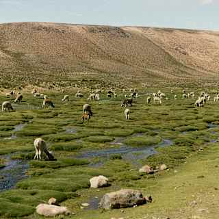 A herd of dozens of white and brown alpacas grazes in green, mossy wetlands at the base of a large brown sloping hill.