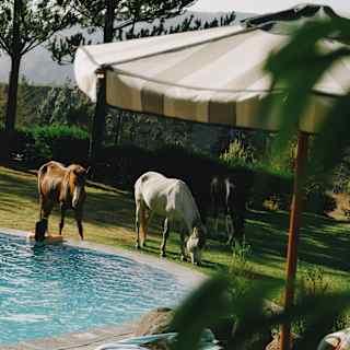 Three horses graze on grass near a swimming pool, with striped loungers and a parasol in the foreground, on a sunny day outdoors.