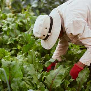 A gardener wearing a white jacket and cloth hat, and red gloves tends to a beetroot crop in the Las Casitas kitchen gardens.
