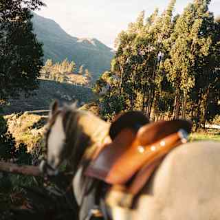 A white saddled horse in soft-focus foreground walks a path that winds between clusters of trees, with a hilly backdrop.