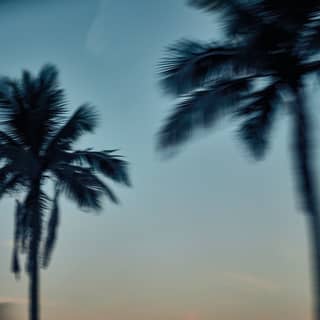 blurred palm trees