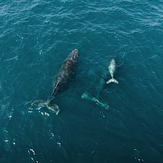 Two adult humpback whales swim with a calf close to the ocean surface, seen from above.