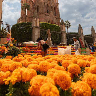 Eye-level view over a sea of orange marigolds to a tiered ofrenda where people lay gifts outside the iconic pink parrocchia.