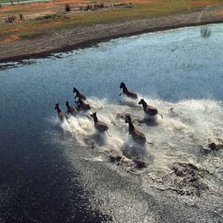 Aerial view of a pack of zebras running through wetlands in Botswana