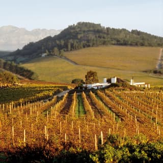 Rows of vines stretching across rolling hills below Table Mountain