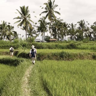 A couple walking into the distance through lush green rice fields